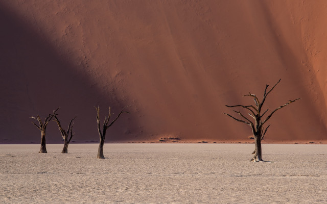 Desert dead trees sunset silhouette free wallpaper for desktop - medium preview image