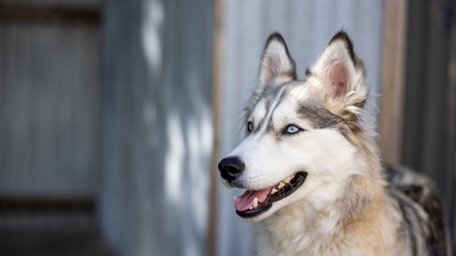 Husky blue eyes smiling dog free wallpaper for desktop - medium preview image