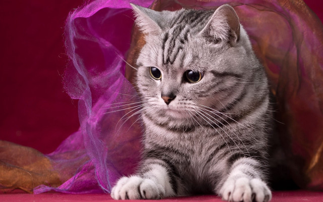 Cat pink purple cloth Carlos free wallpaper for desktop - medium preview image