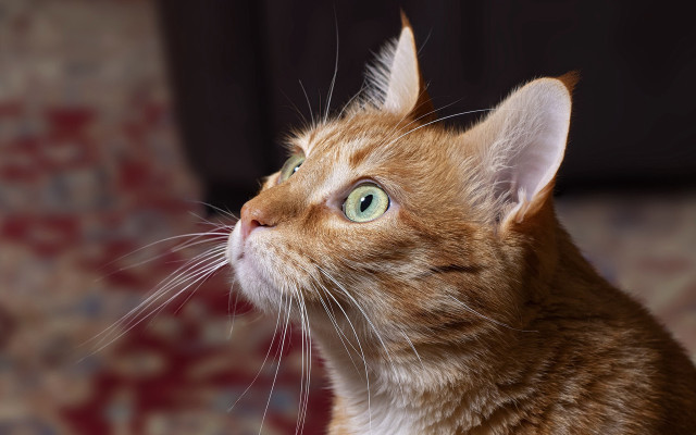 Curious cat red carpet blurry free wallpaper for desktop - medium preview image