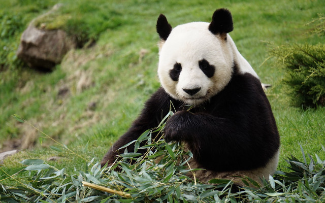 Panda smiling grassy hill outdoors free wallpaper for desktop - medium preview image