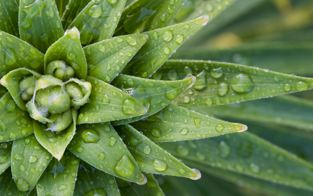 Green plant water drops macro #14 free wallpaper for desktop - medium preview image
