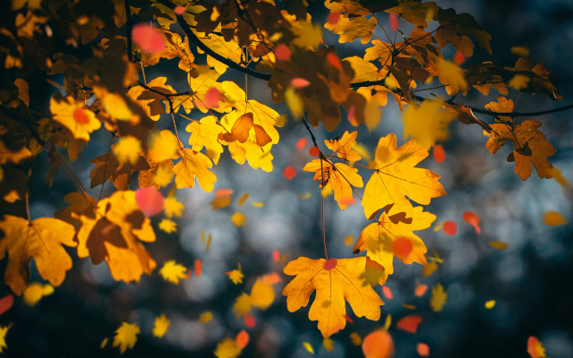 Fall leaves blurry background forest free wallpaper for desktop - medium preview image
