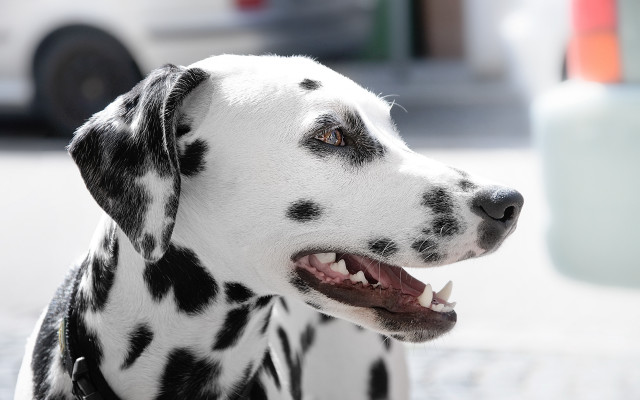 Dalmatian blackwhite face white car free wallpaper for desktop - medium preview image