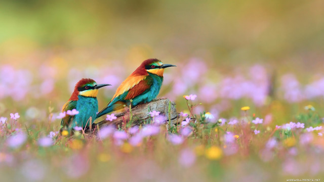Colorful birds branch field flowers free wallpaper for desktop - medium preview image