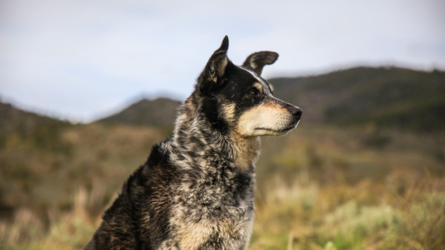 Dog field mountain blurry background free wallpaper for desktop - medium preview image