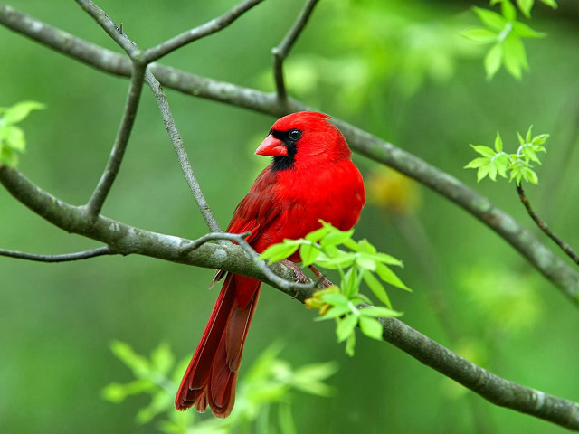 Red bird branch tree green free wallpaper for desktop - medium preview image