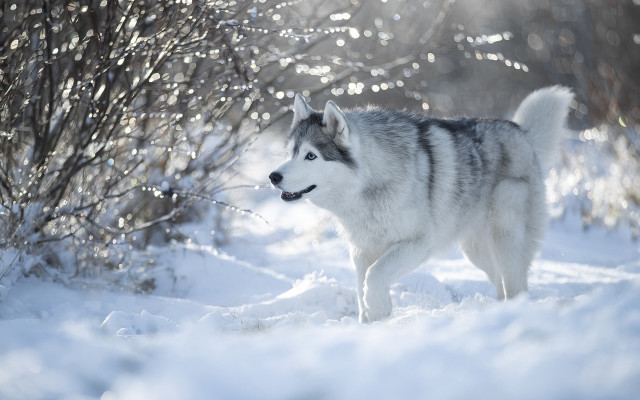 Husky snow outdoors winter nature free wallpaper for desktop - medium preview image