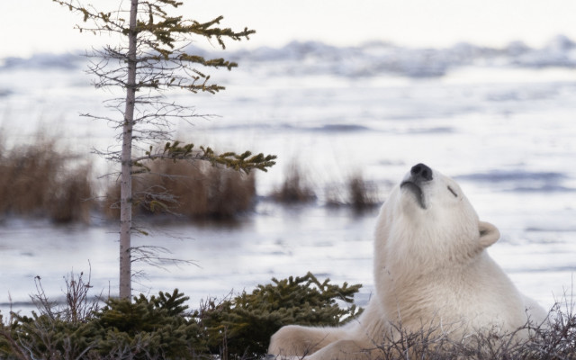 Polar bear grass tree water free wallpaper for desktop - medium preview image