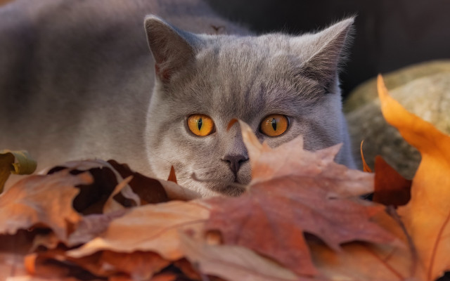 Curious yellow eyed black cat free wallpaper for desktop - medium preview image