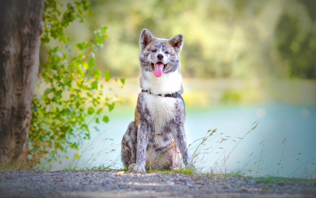 Cat tongue out tree rayonism free wallpaper for desktop - medium preview image