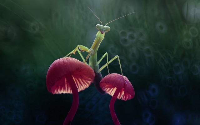 Praying mantis red flower green free wallpaper for desktop - medium preview image
