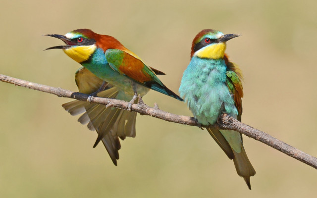 Colorful birds sitting branch wings free wallpaper for desktop - medium preview image