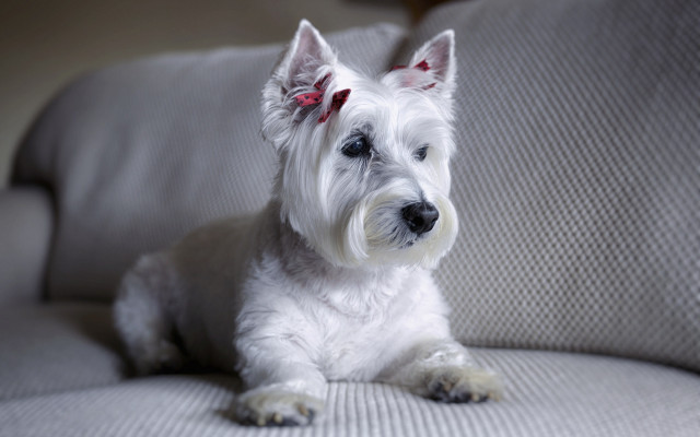 White dog couch red bow free wallpaper for desktop - medium preview image