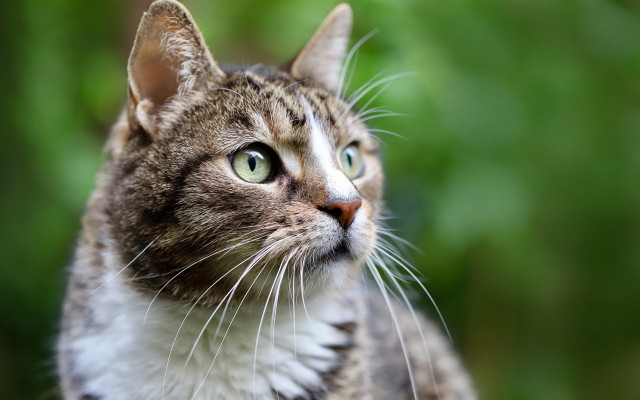 Cat white stripe green eyes free wallpaper for desktop - medium preview image