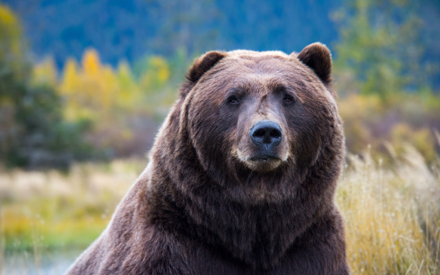 Brown bear field tall grass free wallpaper for desktop - medium preview image