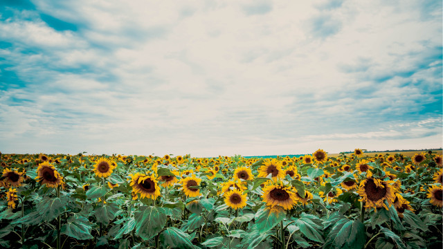 Sunflower field cloudy sky bouquet free wallpaper for desktop - medium preview image