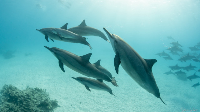 Dolphins school fish underwater rayonism free wallpaper for desktop - medium preview image