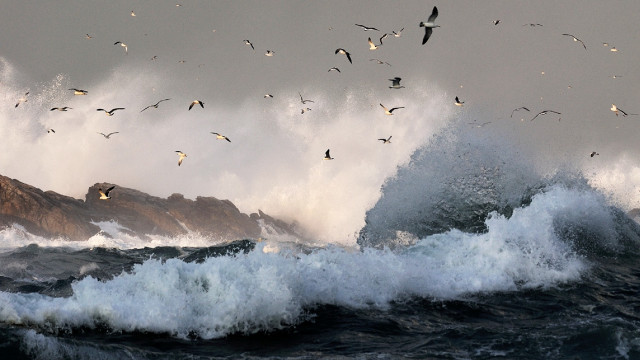 Seagulls wave ocean mountain stormy free wallpaper for desktop - medium preview image