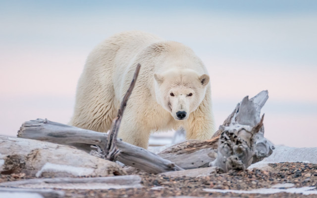 Polar bear beach log snow free wallpaper for desktop - medium preview image