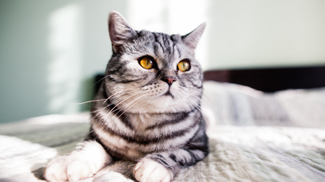 Cat serious yellow eyes photorealistic free wallpaper for desktop - medium preview image