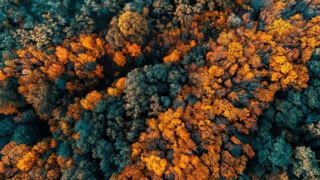 Forest autumn leaves fire pokemon free wallpaper for desktop - medium preview image