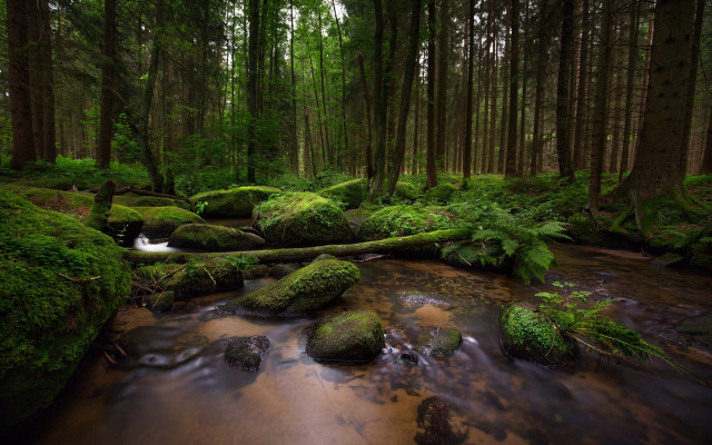 Lush green forest stream mossy #3 free wallpaper for desktop - medium preview image