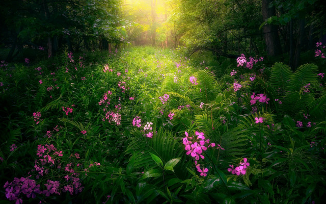 Lush green forest flower light free wallpaper for desktop - medium preview image