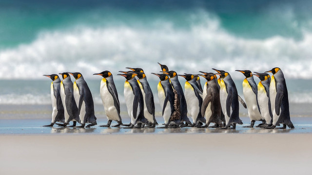 Penguins beach ocean waves art free wallpaper for desktop - medium preview image