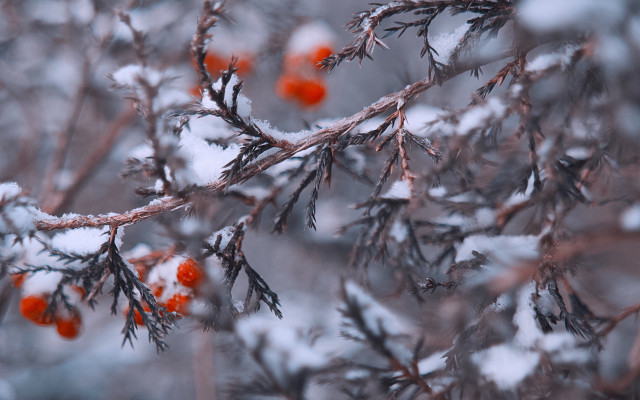 Branch berries snow winter nature free wallpaper for desktop - medium preview image