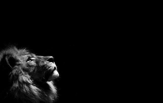 Lion looking up night sky free wallpaper for desktop - medium preview image