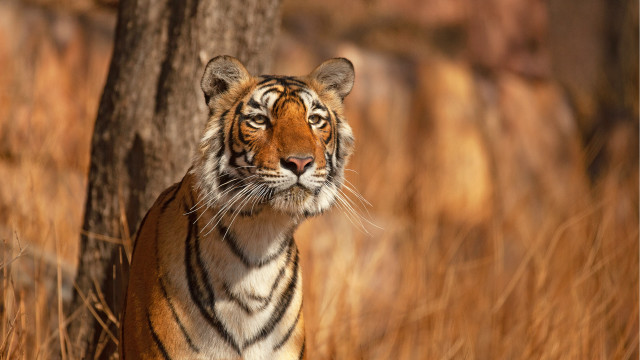 Tiger tallgrass tree eyesclosed wildlife free wallpaper for desktop - medium preview image