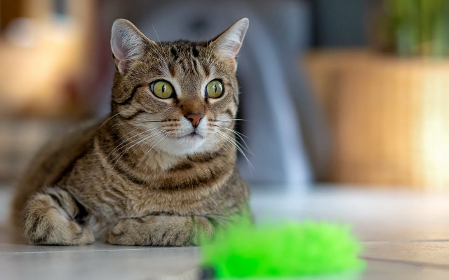 Cat green toy car plant free wallpaper for desktop - medium preview image