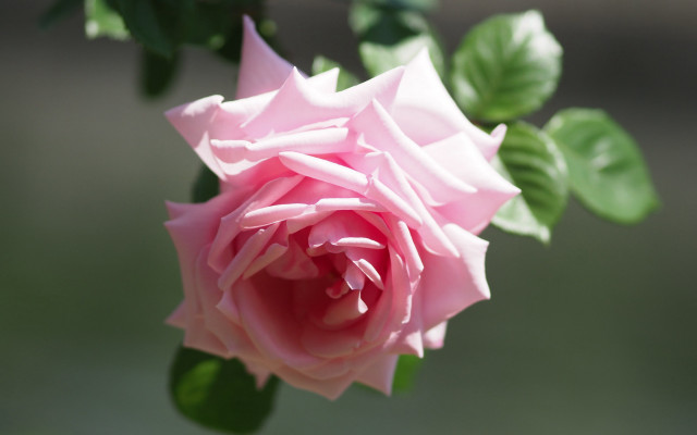 Pink rose green leaves blurry #13 free wallpaper for desktop - medium preview image