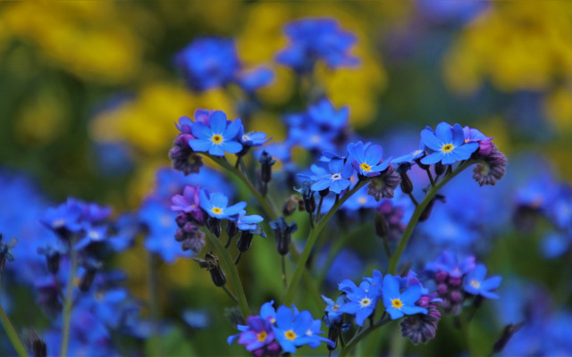 Blue flower bokeh garden macro free wallpaper for desktop - medium preview image