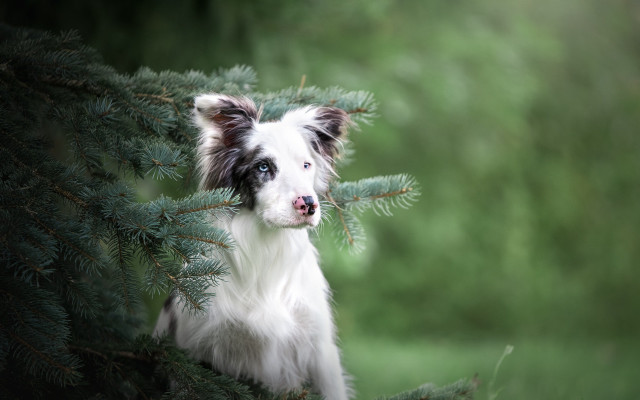 Dog peeking tree branch nature free wallpaper for desktop - medium preview image