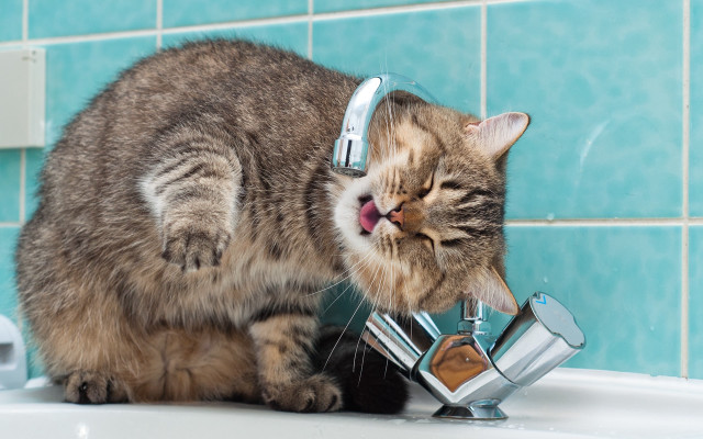 Cat drinking water faucet bathroom #3 free wallpaper for desktop - medium preview image