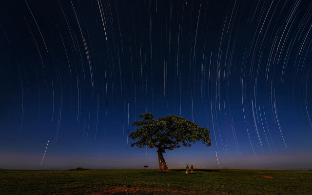 Tree star trail people night free wallpaper for desktop - medium preview image