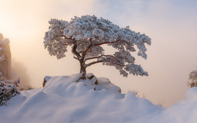 Snowy tree hill sunset lake free wallpaper for desktop - medium preview image