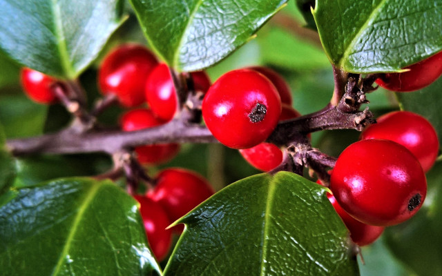 Berries leaves water droplets christmas free wallpaper for desktop - medium preview image