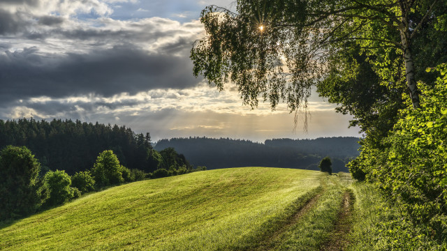 Grassy field dirt path forest free wallpaper for desktop - medium preview image
