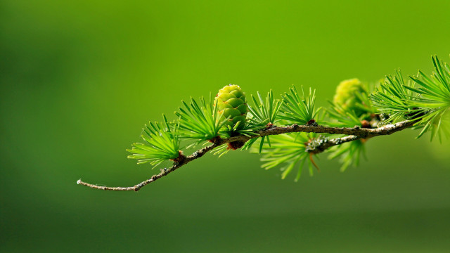Pine branch budding green leaves free wallpaper for desktop - medium preview image