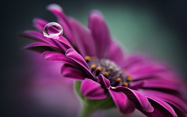 Flower waterdrop macro greenstem blurry free wallpaper for desktop - medium preview image