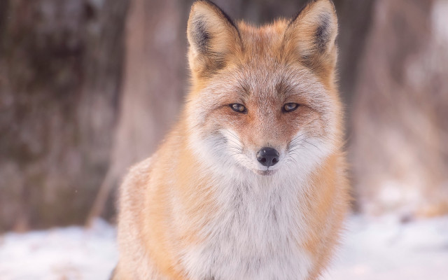 Fox snow forest furry photorealistic free wallpaper for desktop - medium preview image