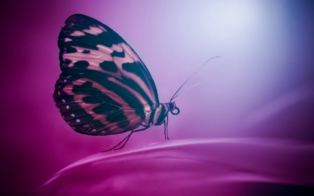 Butterfly black white wings purple free wallpaper for desktop - medium preview image