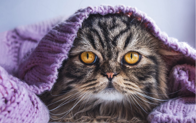 Cat yellow eyes under blanket free wallpaper for desktop - medium preview image