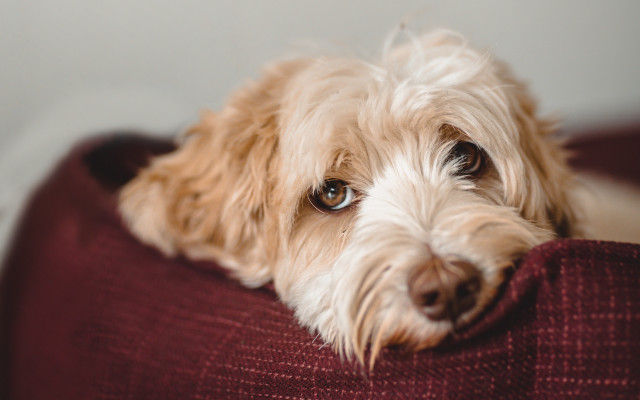 Dog couch pillow portrait christmas free wallpaper for desktop - medium preview image