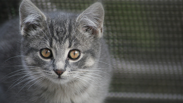 Yellow eyes cat mesh curtain free wallpaper for desktop - medium preview image