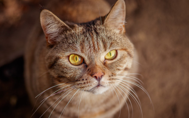Cat yellow eyes up close free wallpaper for desktop - medium preview image