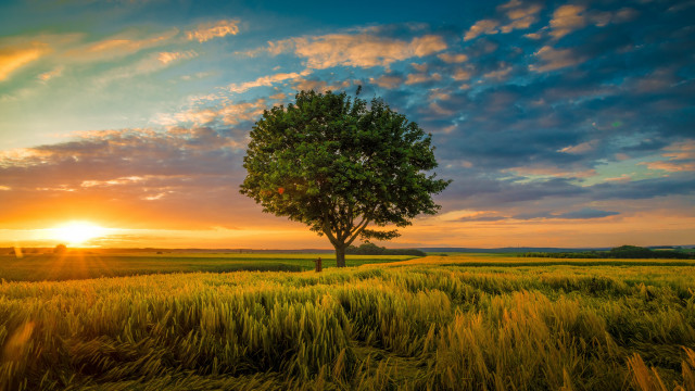 Tree sunset field clouds horizon free wallpaper for desktop - medium preview image